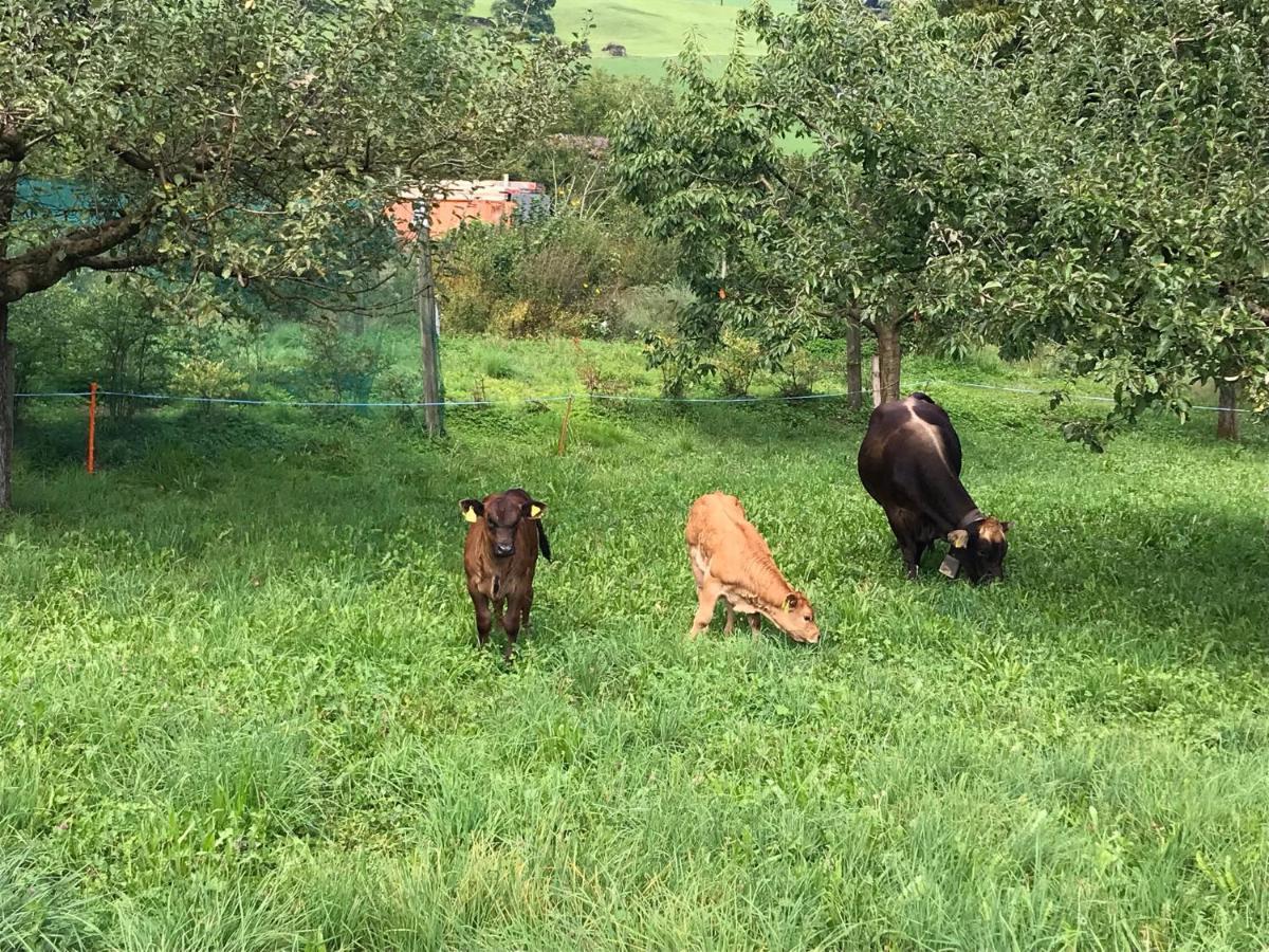 Hirschfarm, Goldau Acomodação com café da manhã Exterior foto